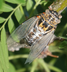 Diceroprocta eugraphica