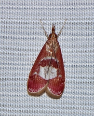 Syntonarcha vulnerata
