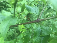 Dasistoma macrophylla