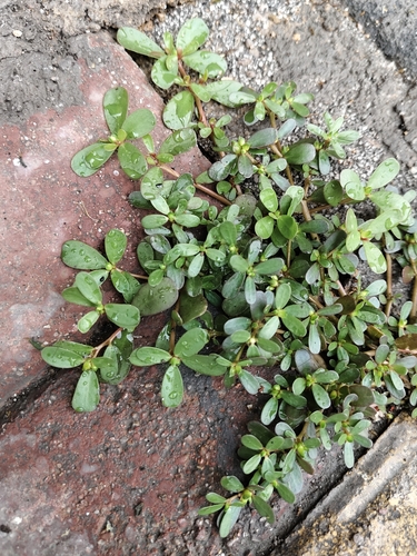 Common Purslane