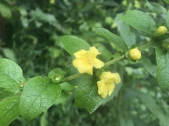 Dasistoma macrophylla