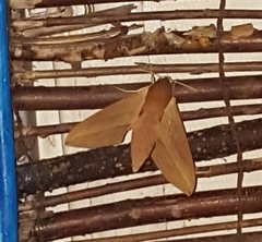 Theretra alecto