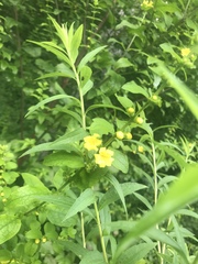 Dasistoma macrophylla