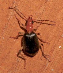 Brachinus adustipennis