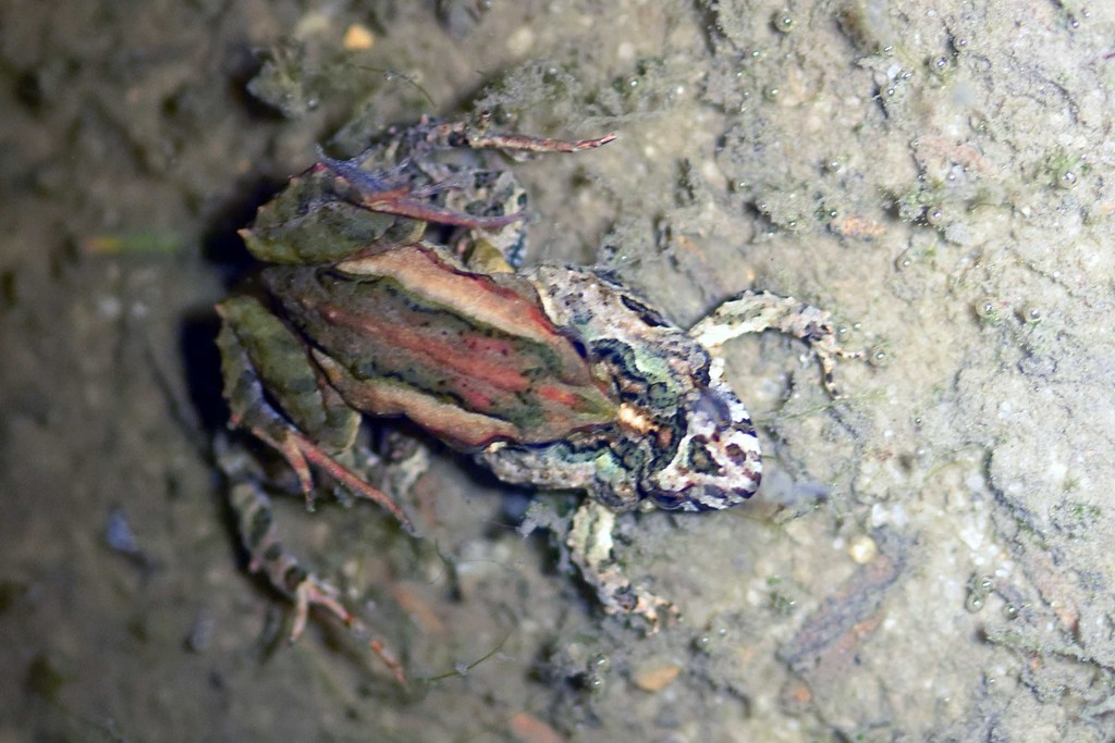 Glauert's Froglet