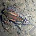 Glauert's Froglet - Photo (c) Cheryl Macaulay, some rights reserved (CC BY-NC), uploaded by Cheryl Macaulay
