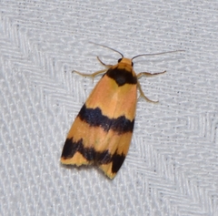 Stenoscaptia venusta