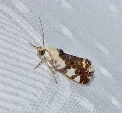 Acontia nivipicta