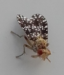 Trypetoptera punctulata