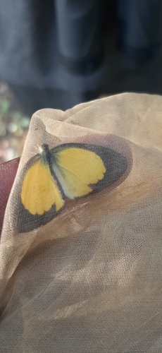 Angled Grass Yellow