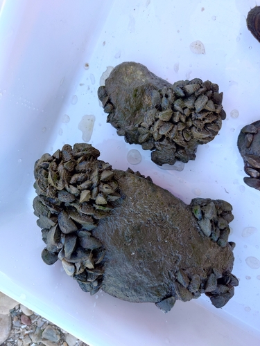 Zebra Mussel