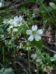 Cerastium davuricum