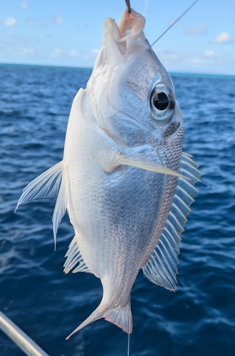 Gymnocranius audleyi observed 2024-10-19