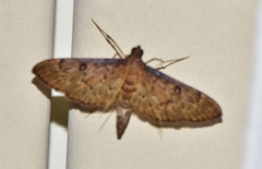 Tatobotys janapalis