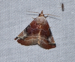 Mataeomera mesotaenia