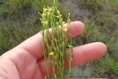 Hypericum gentianoides