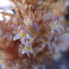 Aphyllon vallicola