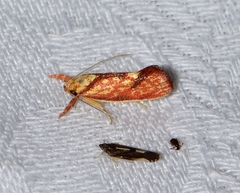 Crepidosceles chryserythra