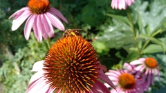 Echinacea purpurea