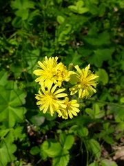 Crepis praemorsa