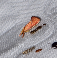 Crepidosceles chryserythra