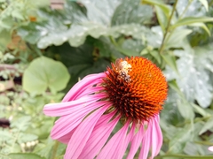 Echinacea purpurea