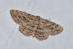 Zermizinga sinuata