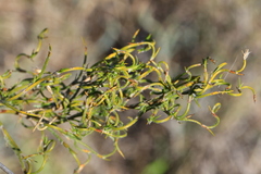 Desmocladus flexuosus