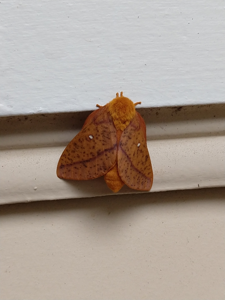 Orange-tipped Oakworm Moth from Stratford Apartments, Cary, NC 27511 ...