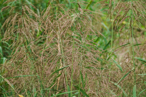 Image of Phragmites japonicus by (c) WATANABE Hitoshi 渡辺仁, some rights reserved (CC BY)