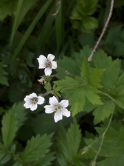 Geranium krylovii