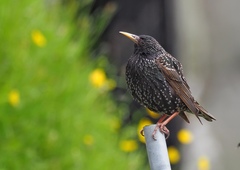 Sturnus vulgaris faroensis