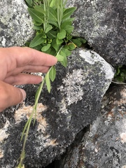 Eutrema edwardsii