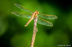 Libellula needhami