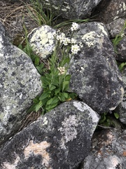 Eutrema edwardsii