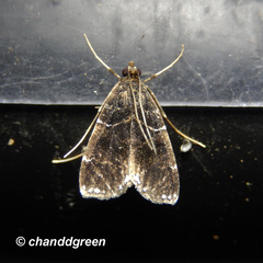 Thysanoidma stellata