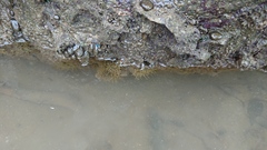 Anthopleura dixoniana