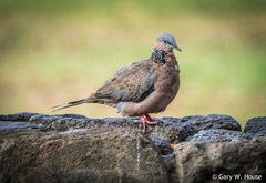 Streptopelia chinensis