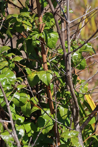 Image of Nuxia congesta by (c) Tony Rebelo, some rights reserved (CC BY-SA)