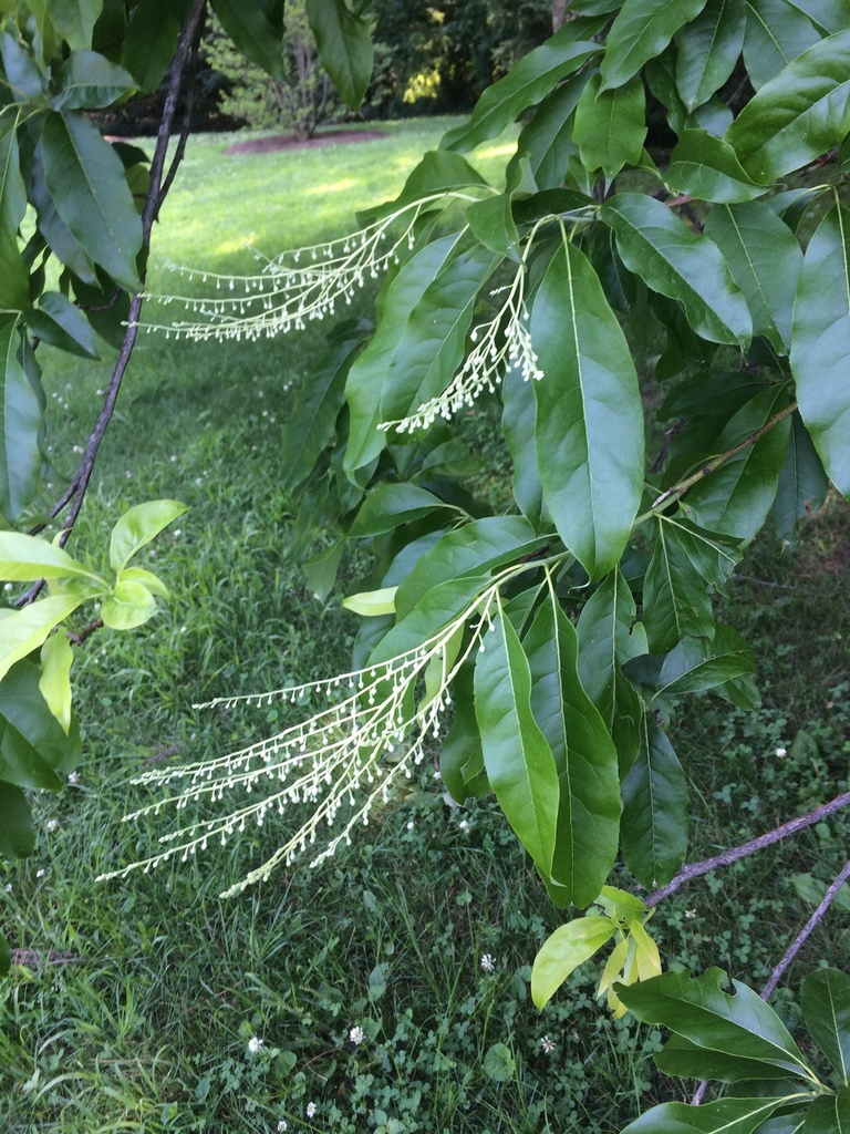 Oxydendreae