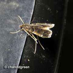 Thysanoidma stellata