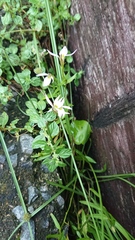 Lobelia chinensis