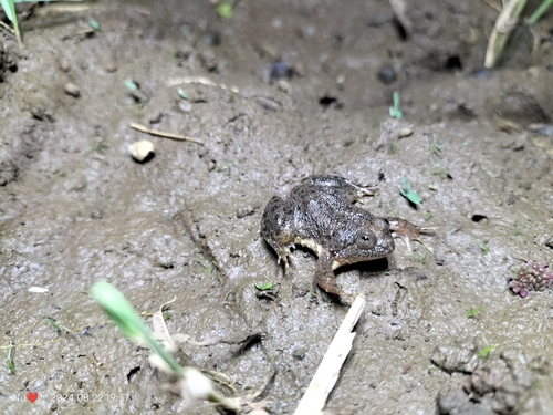 Green Puddle Frog