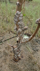 Fistulobalanus albicostatus