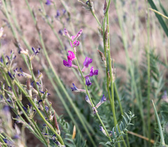 Oxytropis gebleriana