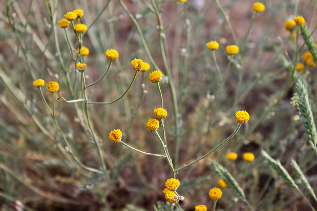 Tanacetum santolina