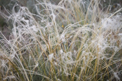 Stipa kirghisorum