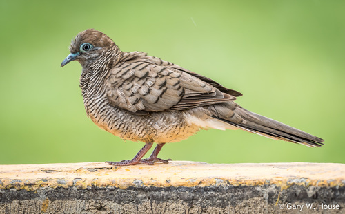 Zebra Dove, photo 7 of 8