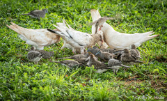 Columba livia domestica