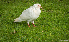 Columba livia domestica